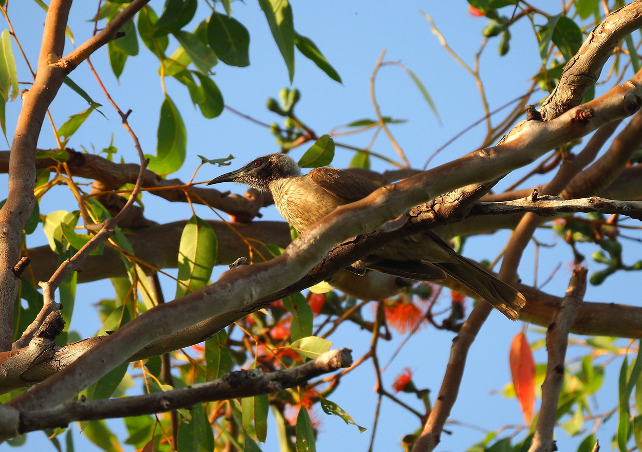 image Helmeted Friarbird